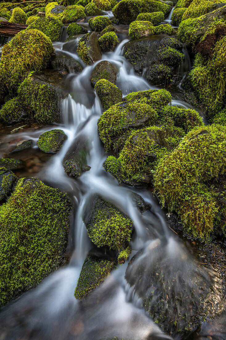 USA, Washington State, Olympic National Park. Cedar Creek scenic