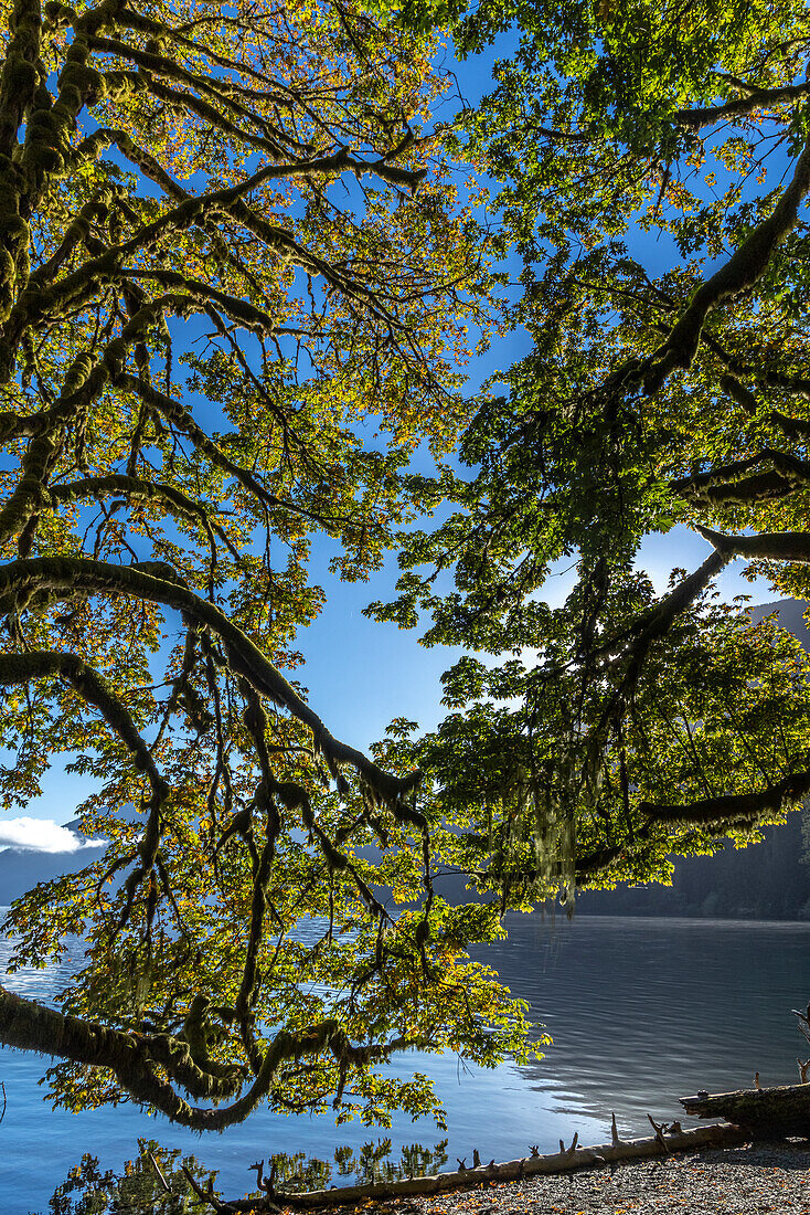 USA, Staat Washington, Olympic-Nationalpark. Erle Zweige überhängen Ufer des Lake Crescent.