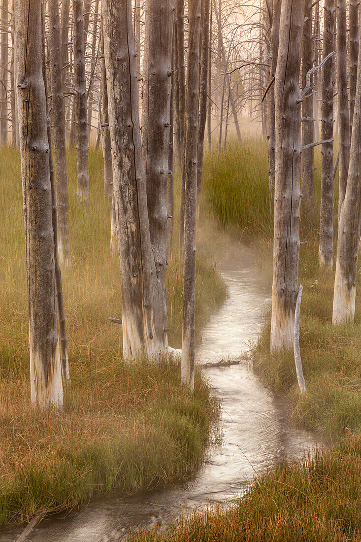 Mineralized trees, Yellowstone National Park (Wyoming, Montana).