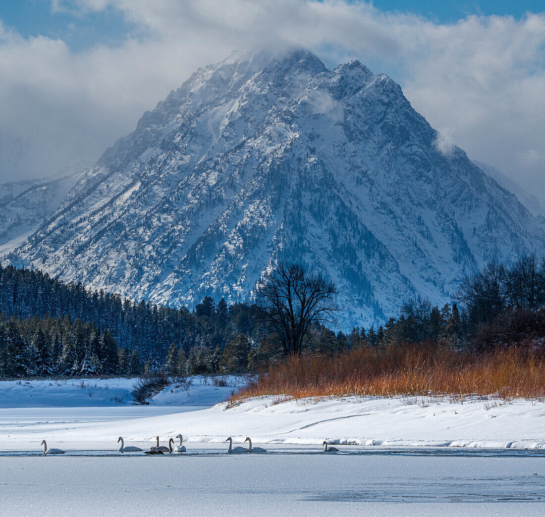 Herde Trompeterschwäne schwimmen in Oxbow Bend vor Mount Moran, Grand-Teton-Nationalpark, Wyoming