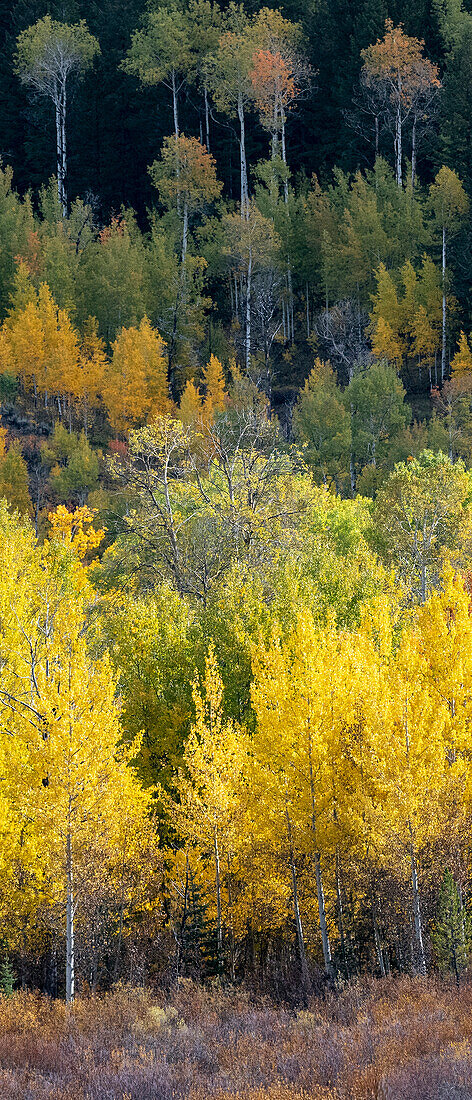 USA, Wyoming. Vertikales Panorama. Buntes Herbstlaub, Grand-Teton-Nationalpark.