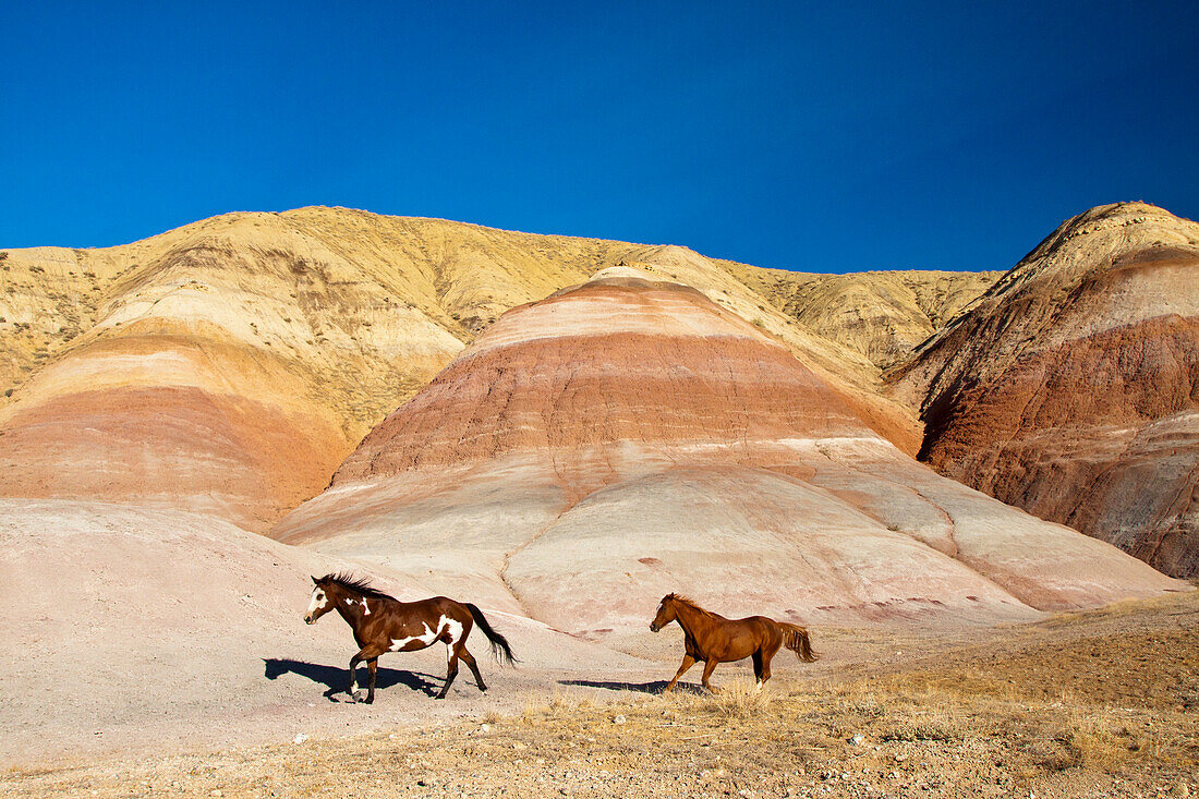 USA, Wyoming, Shell, Herd of Horses Running along the Painted Hills of the Big Horn Mountains