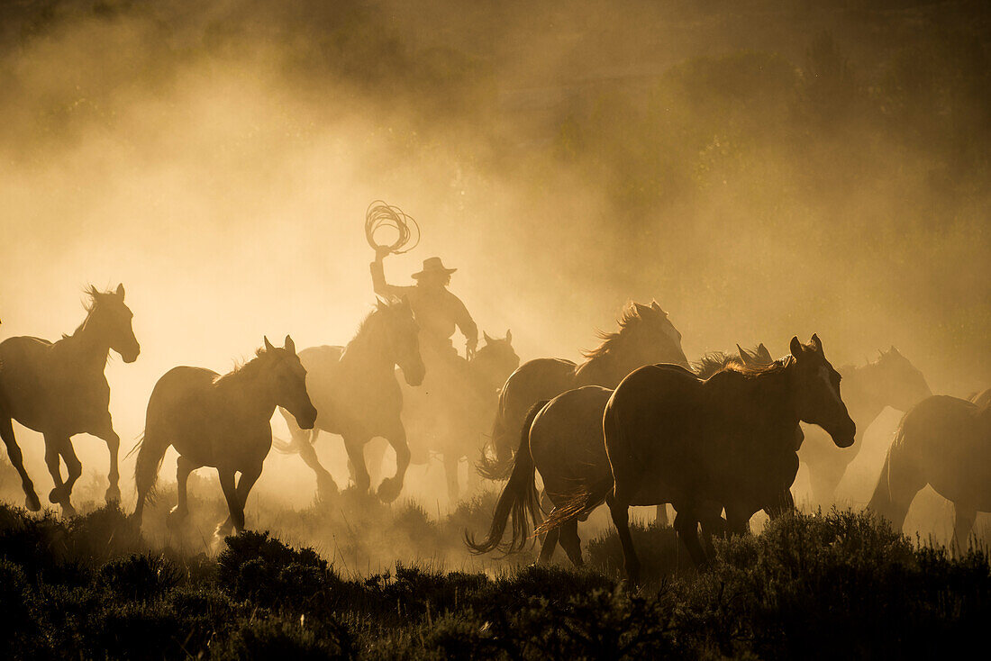 Ein Wrangler, der im goldenen Licht des Sonnenaufgangs Pferde durch eine von hinten beleuchtete Staubwolke hütet