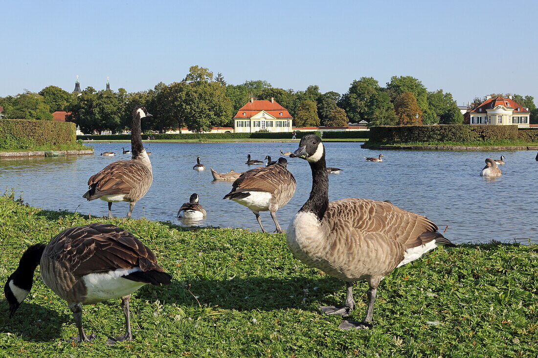 Roundabout with ducks, Nymphenburg Palace, Nymphenburg, Munich, Upper Bavaria, Bavaria, Germany
