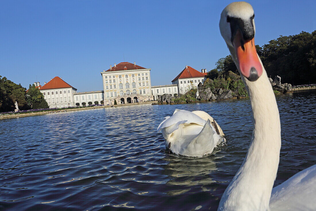 Swans and egrets on the Great Parterre in Nymphenburg Palace Park, Nymphenburg, Munich, Upper Bavaria, Bavaria, Germany