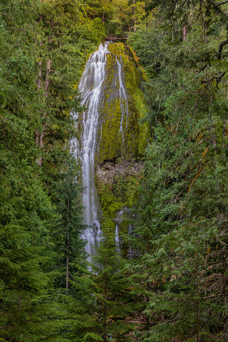 Proxy Falls in der Three Sisters Wilderness, Oregon, USA