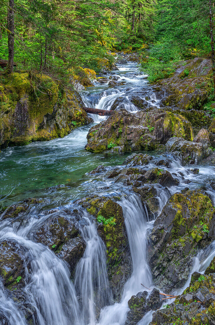 USA, Oregon, Willamette National Forest, Opal Creek Scenic Recreation Area, Mehrere kleine Wasserfälle und der schnell fließende Opal Creek, umgeben von altem Waldbestand.