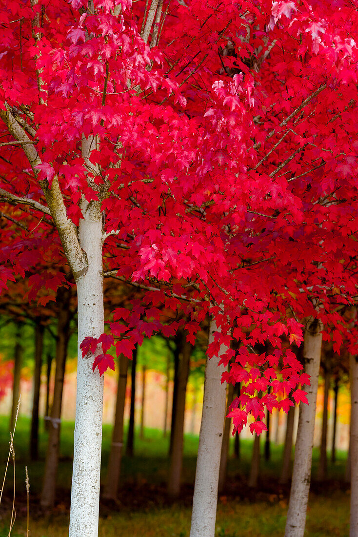 USA, Oregon, Forest Grove. Eine Baumgruppe in vollem Herbstrot.