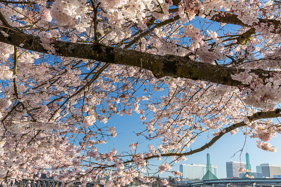 Portland, Oregon. Cherry tree in bloom at Tom McCall Waterfront Park in downtown.