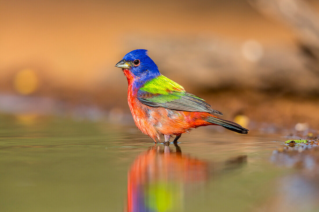 USA, Texas, Gatesville, Santa Clara Ranch. Männliche Rohrammer beim Baden.