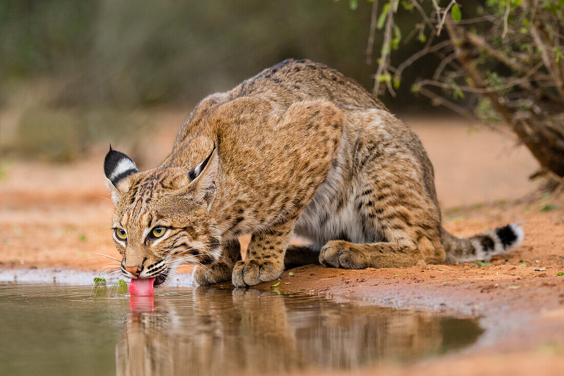 Bobcat (Lynx Rufus) beim Trinken