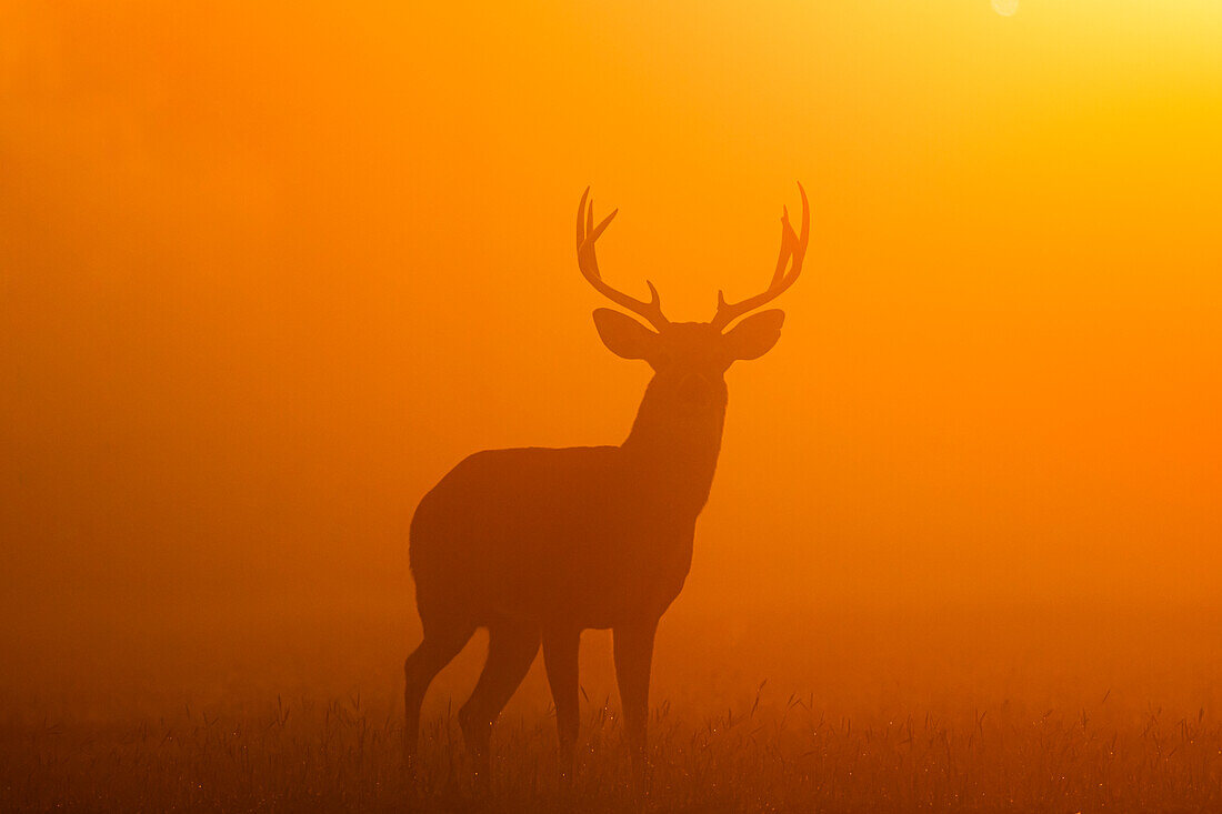 White-tailed Deer (Odocoileus virginianus) male in morning fog.