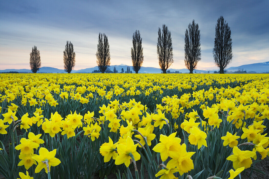 Gelbe Narzissenfelder Ende März, Skagit Valley, Bundesstaat Washington
