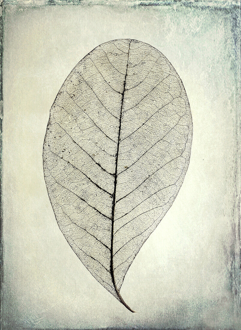 USA, Washington, Seabeck. Skeletonized leaf close-up.