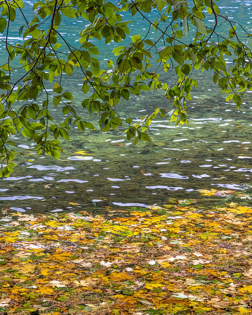 USA, Washington State, Olympic National Park. Alder tree branches overhang leaf-covered shore of Lake Crescent.