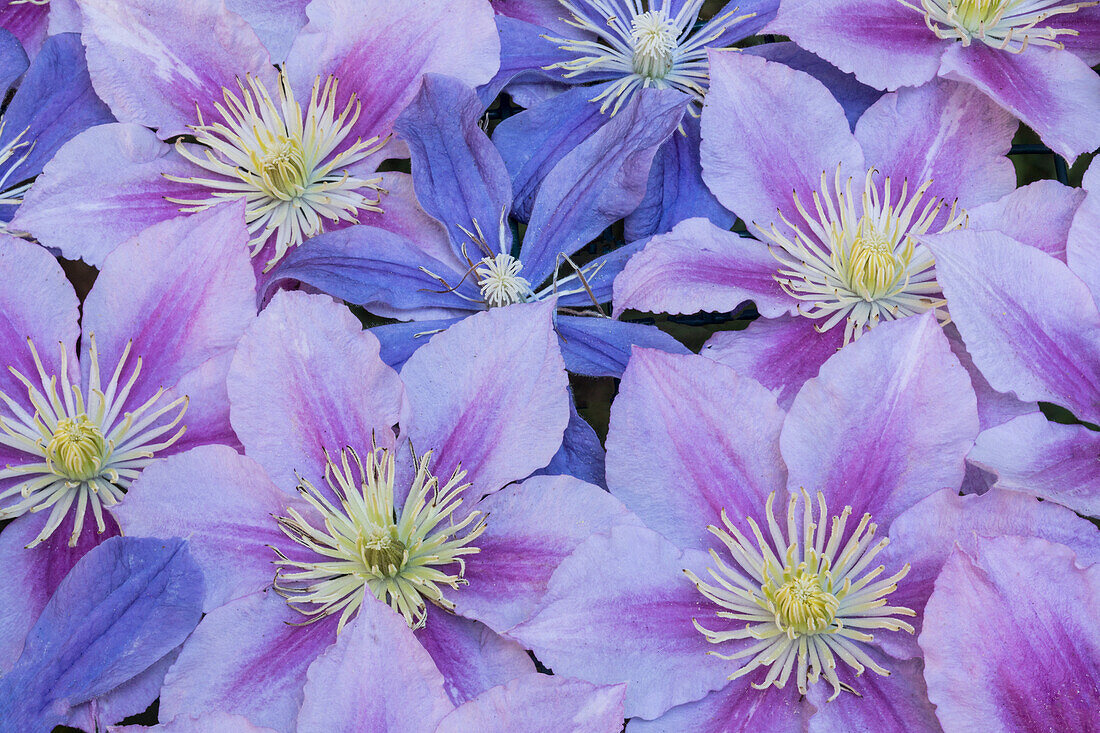 Clematisblüten in blauen und rosafarbenen Gruppen