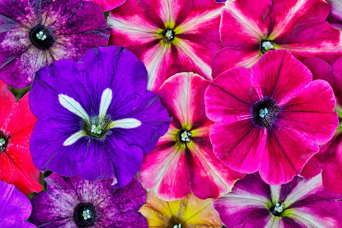 Variety of petunia flowers in pattern, Sammamish Washington