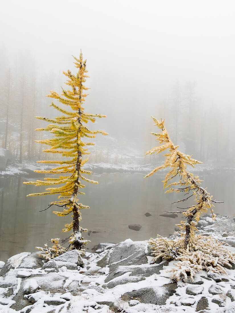 Bundesstaat Washington, Alpine Lakes Wilderness. Enchantment Lakes, Lärchenbäume und Schnee