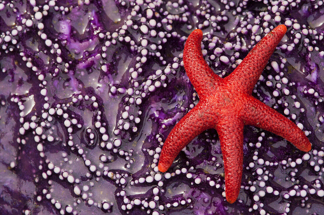 Blood Star Hitching a ride on a Ochre Star