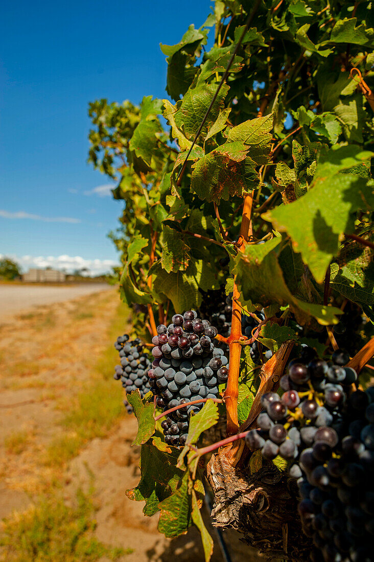 USA, Washington State, Red Mountain. Cabernet Sauvignon in Yakima Valley vineyard.