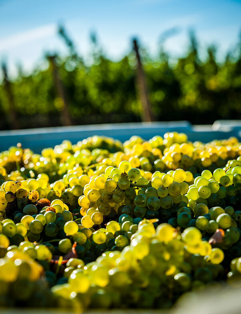 USA, Washington State, Red Mountain. Bin of Sauvignon Blanc grapes from Quintessence Vineyard at harvest.