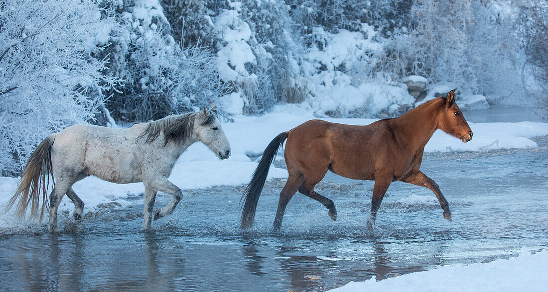 Cowboy-Pferdetrieb auf der Hideout Ranch, Shell, Wyoming. Pferde beim Überqueren des Shell Creek im Winter.
