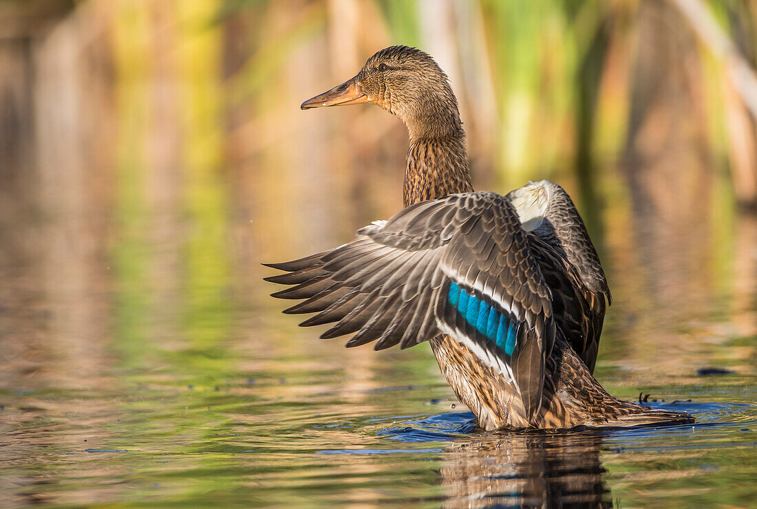 USA, Wyoming, Sublette County, eine Stockente streckt ihre Flügel aus, während sie auf einem Teich sitzt.