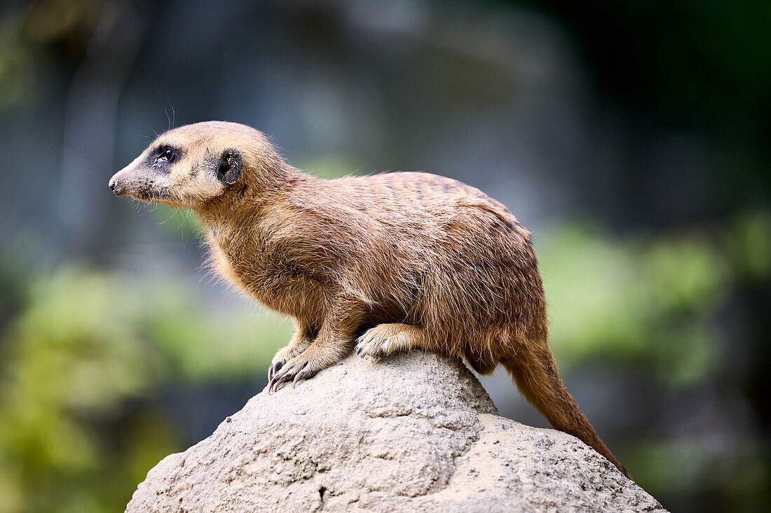 Erdmännchen (Suricata) im Berliner Zoo, Berlin, Deutschland