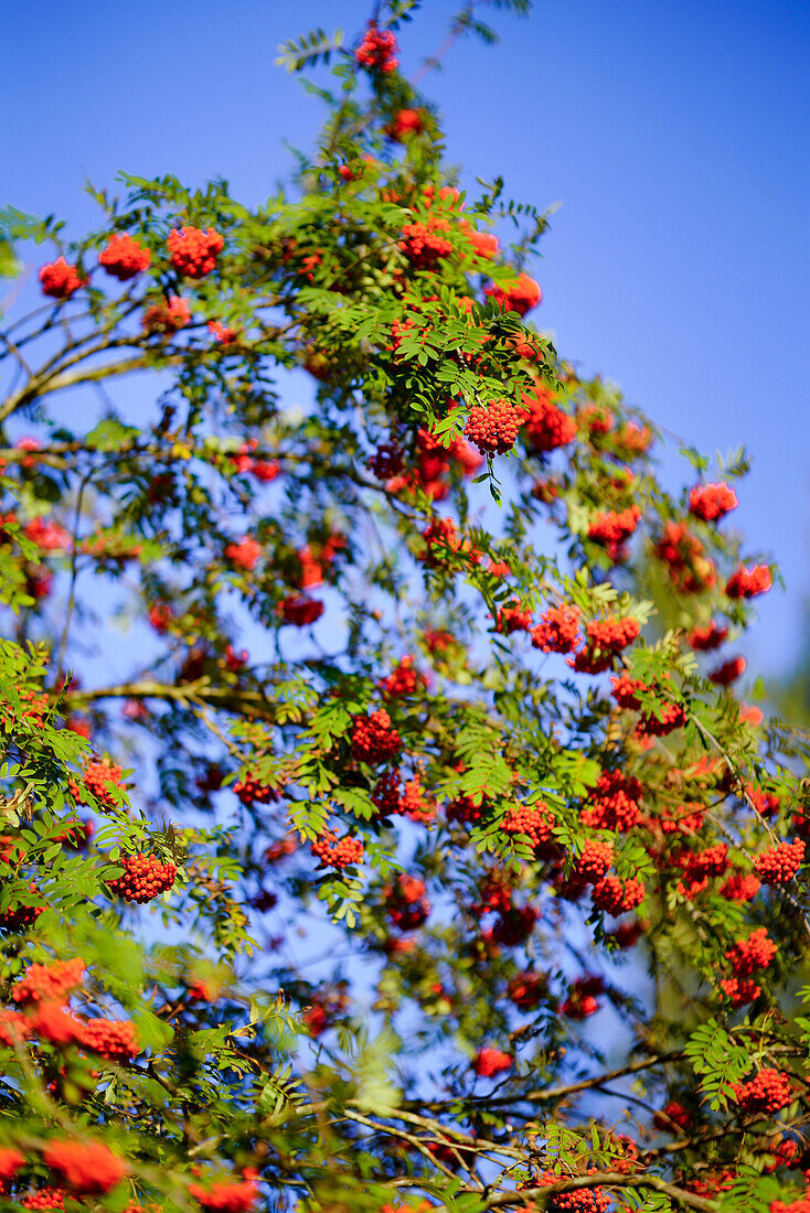 Bright red rowan berries on a late summer evening, Weilheim, Bavaria, Germany