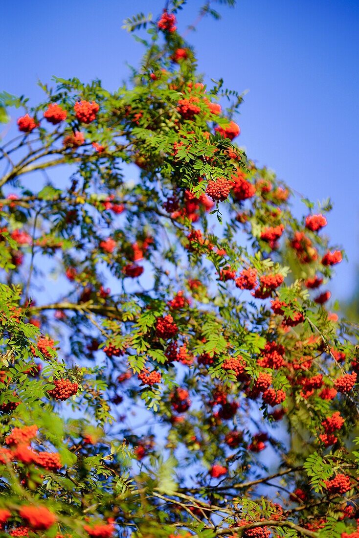 Leuchtend rote Vogelbeeren an einem Spätsommerabend, Weilheim, Bayern, Deutschland