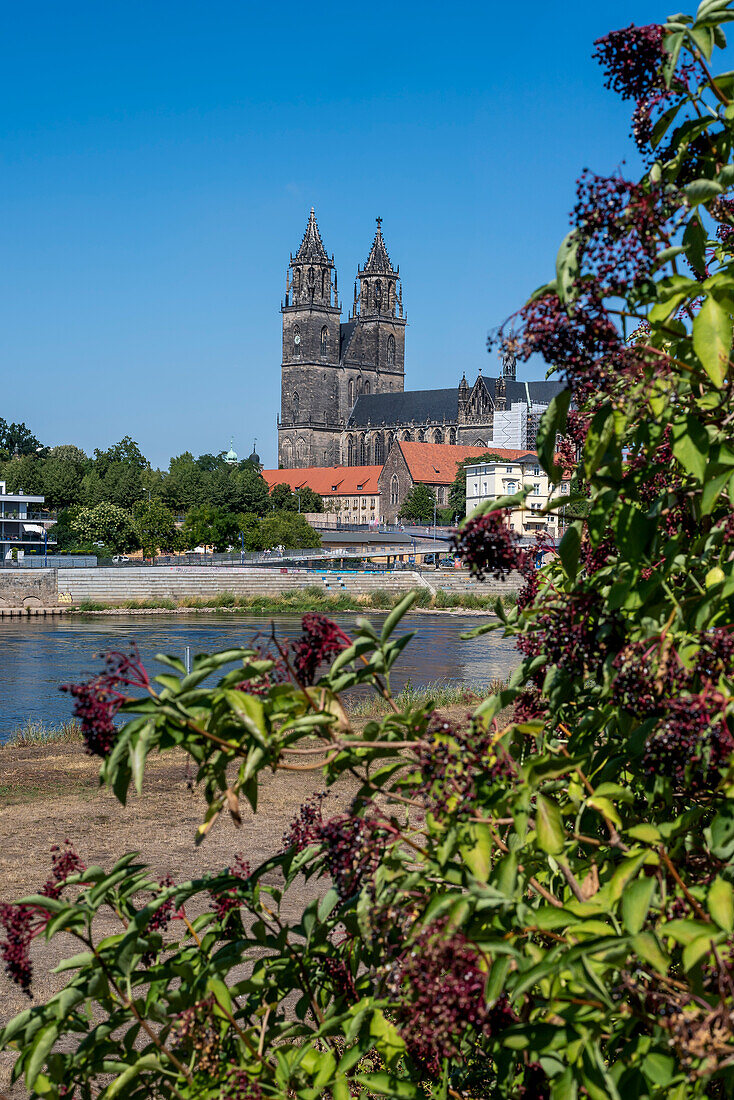 Blick über Elbe auf Magdeburger Dom, Magdeburg, Sachsen-Anhalt, Deutschland