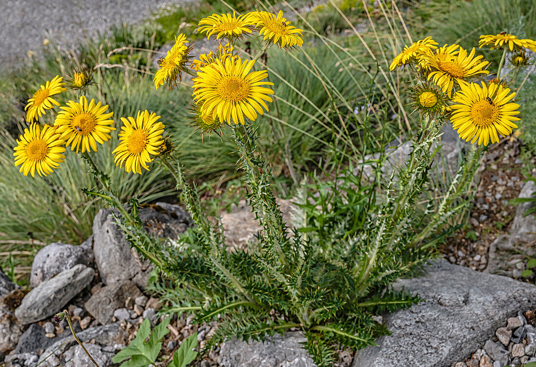 Close-up of the flowers of the Prickly Mountain Thistle (Berkheya multijuga) at the Alpinum Schatzalp, Davos, Switzerland