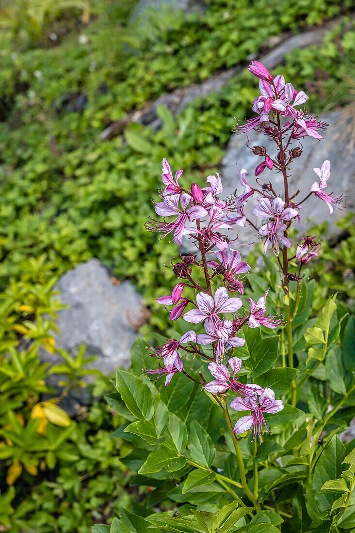 Schmalblättriges Weidenröschen (Epilobium angustifolium) im Alpengarten 'Alpinum' der Schatzalp, Davos, Graubünden, Schweiz