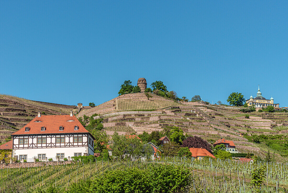 Weinberge im Elbtal von Radebeul, Landkreis Meißen, Sachsen, Deutschland
