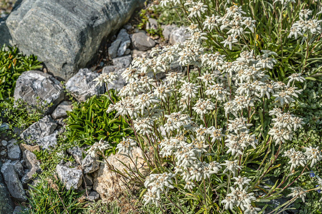 Edelweissblumen im Alpengarten 'Alpinum', Schatzalp, Davos, Graubünden, Schweiz