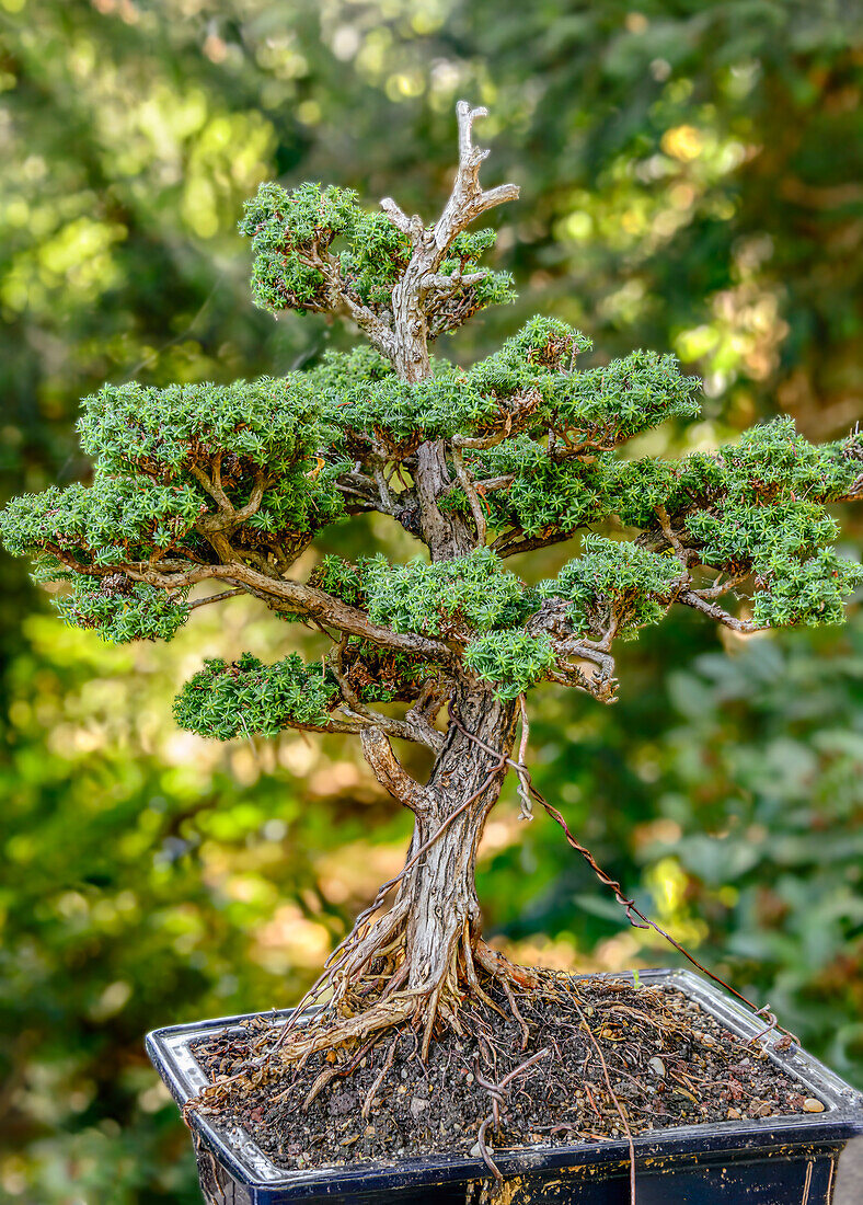 Juniper bonsai, Landschloss Zuschendorf, Saxony, Germany