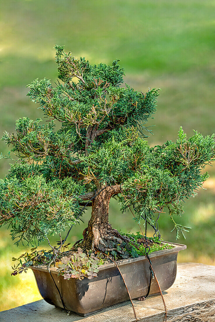 Chinesischer Wacholder Bonsai (Juniperus Chinensis), Blaue Varietät, im Garten des Landschlosses Zuschendorf, Pirna, Sachsen, Deutschland