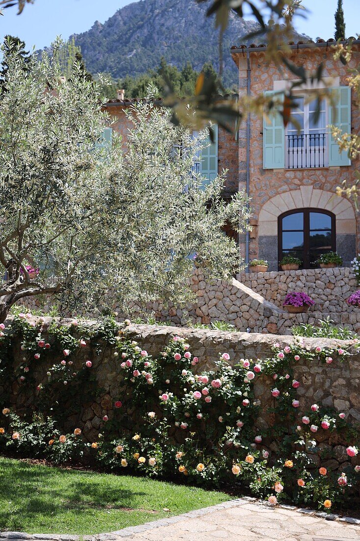 Hotelanlage mit schönem Rosengarten, Olivenbäumen in Deia, Serra de Tramuntana, Mallorca, Balearen, Spanien