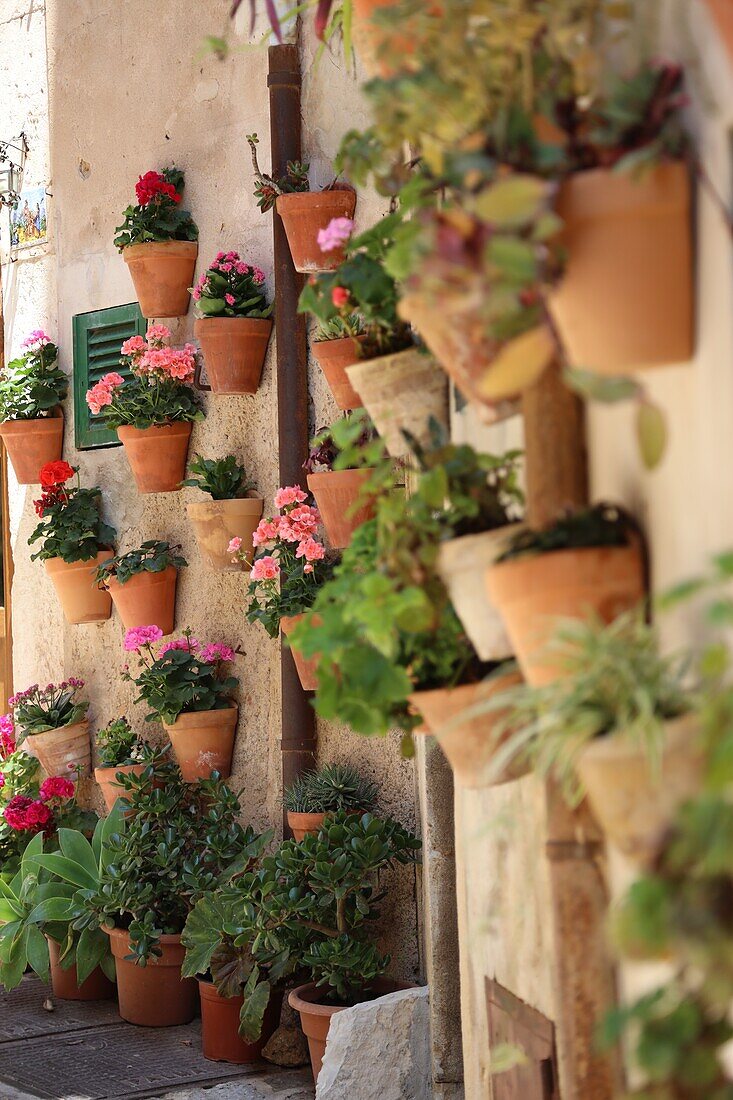 Typical wall pot garden in Valldemossa, Mallorca, Spain