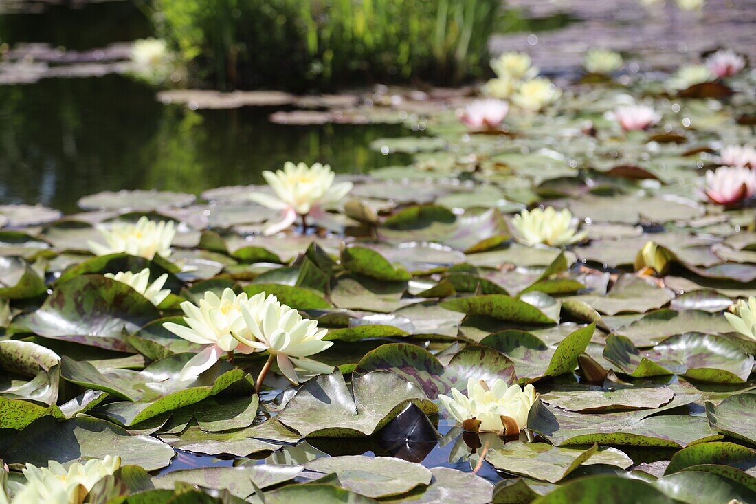 Water lily pond in Giardino Botanico Soller, Mallorca, Spain