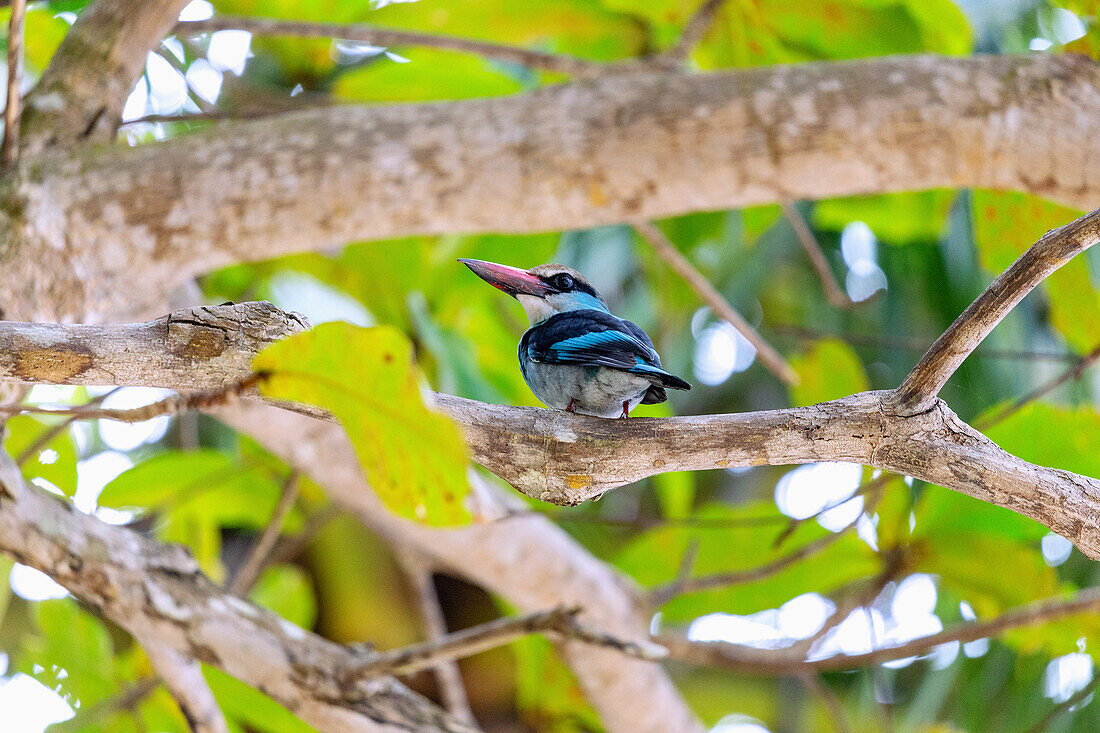 Common reads, blue-breasted kingfisher, on the island of Principé in West Africa