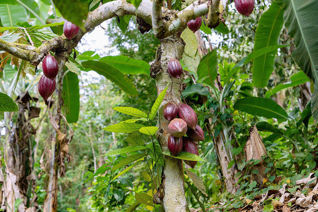 Kakaobaum, Theobroma cacao, mit Früchten auf der Insel Príncipe in Westafrika, Sao Tomé e Príncipe