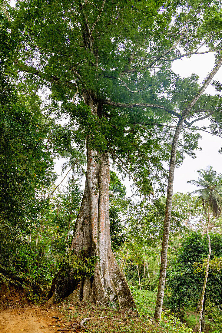 Kapokbaum, Ceiba pentandra, mit großen Brettwurzeln auf der Insel Príncipe in Westafrika, Sao Tomé e Príncipe