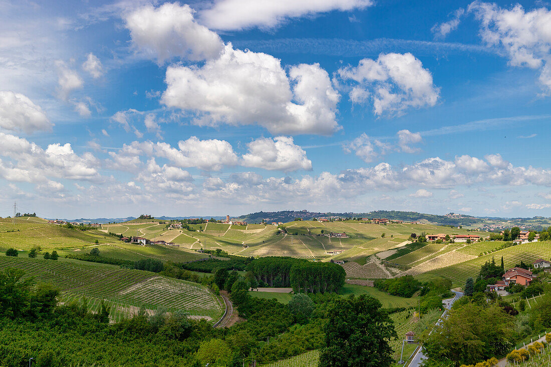 Die Hügel und Weinberge der Langhe, im Frühjahr, in der Nähe von Neive, Cuneo, Piemont, Italien.