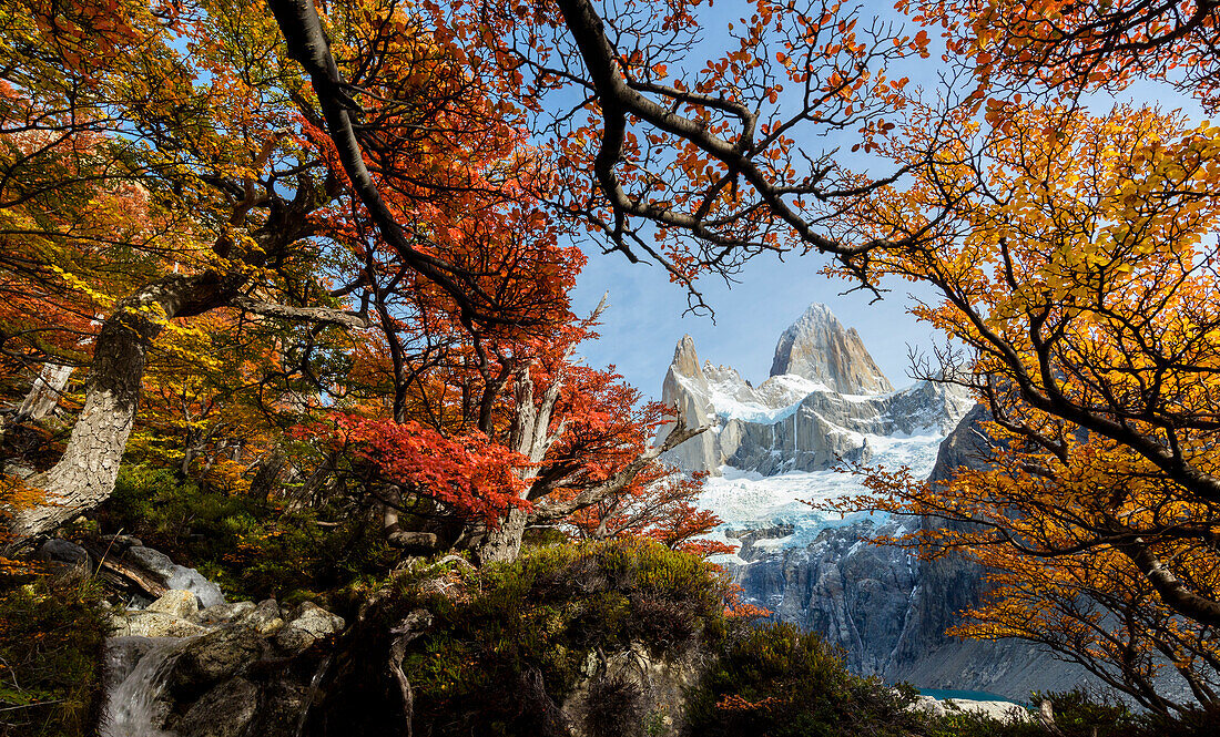 Argentinien, Nationalpark Los Glaciares. Mt. Fitz Roy durch Fenster der Lenga-Buche im Herbst.
