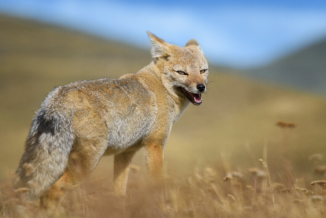 Chile, Nationalpark Torres del Paine. Porträt des südamerikanischen grauen Fuchses.