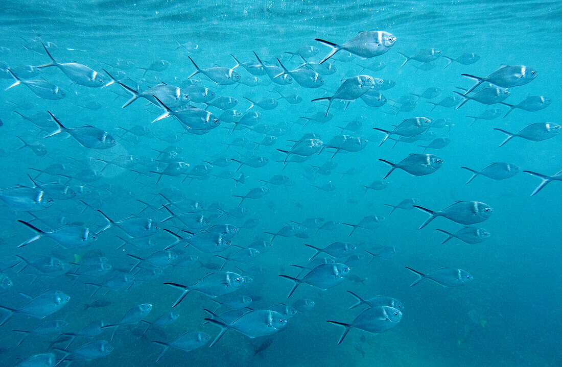 Ecuador, Galapagos Islands. School of bigeye trevally.