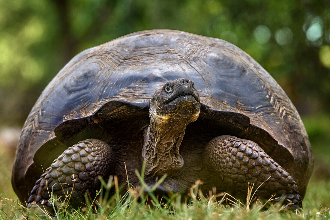 Ecuador, Galapagos-Inseln, Hochland von Santa Cruz. Galapagos-Riesenschildkrötenporträt.