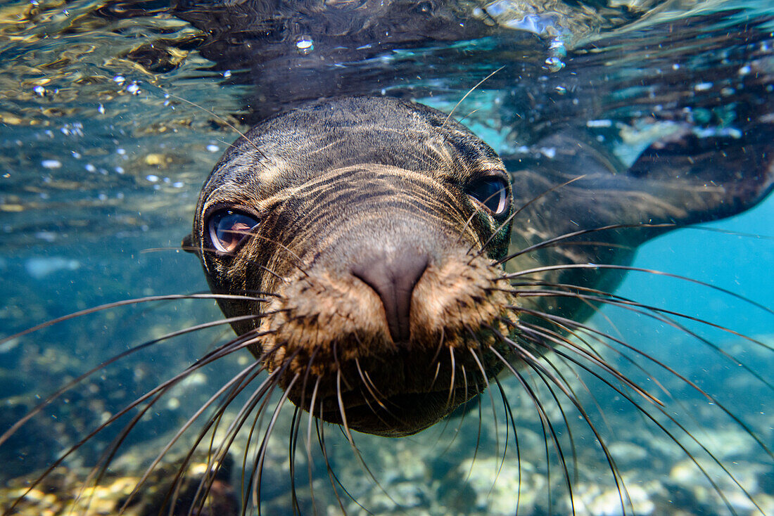 Ecuador, Galapagos-Inseln, Insel Santa Fe. Der Galapagos-Seelöwe schwimmt in der Nähe der Kamera.