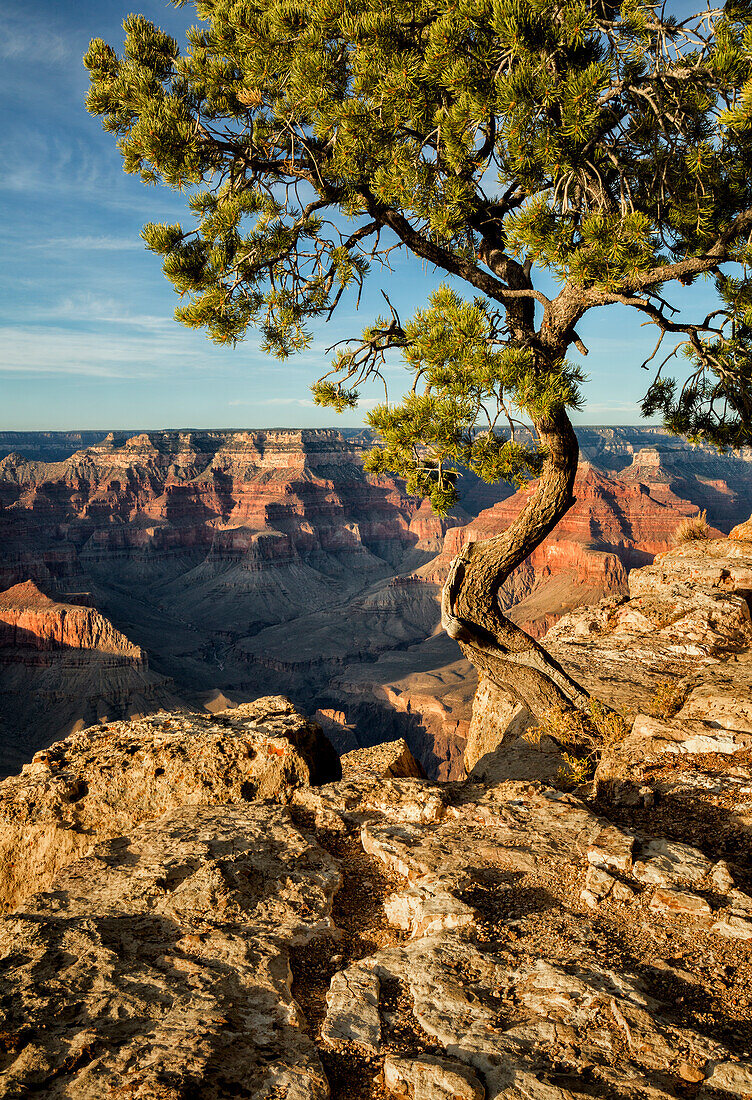 USA, Arizona, Grand Canyon National Park, Pinyon-Kiefer wächst am Hopi Point an den Klippen